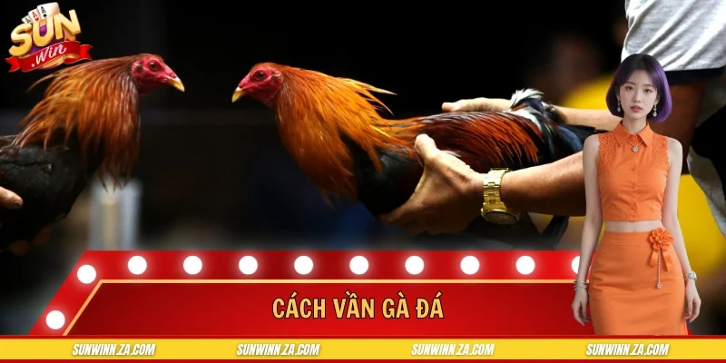 Cách Vần Gà Đá - Kỹ Thuật Huấn Luyện Hiệu Quả Cao