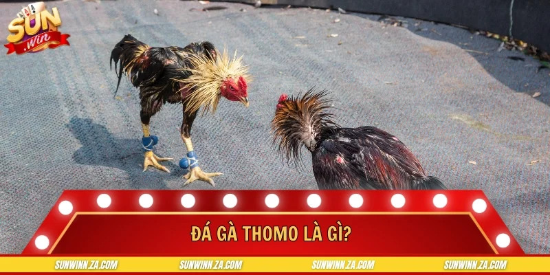 Đá gà thomo là gì?
